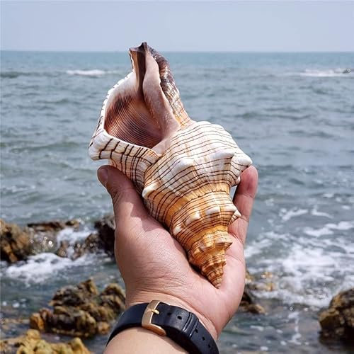 SKOOLOVE Large Natural Sea Shells 15-18CM Huge Ocean Conch Jumbo Seashells Perfect for Wedding Decor Beach Theme Party, Home Decorations,DIY Crafts, Fish Tank and Shell Collectors
