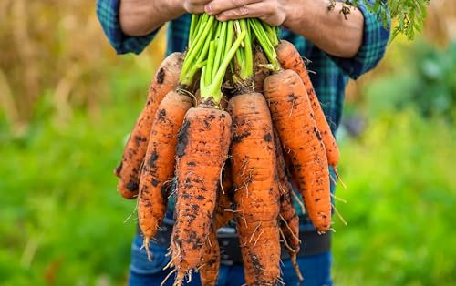 Sachet de graines de Carotte géante de Tilques à pétioles verts - Sachet de 1 gramme - Graines de style