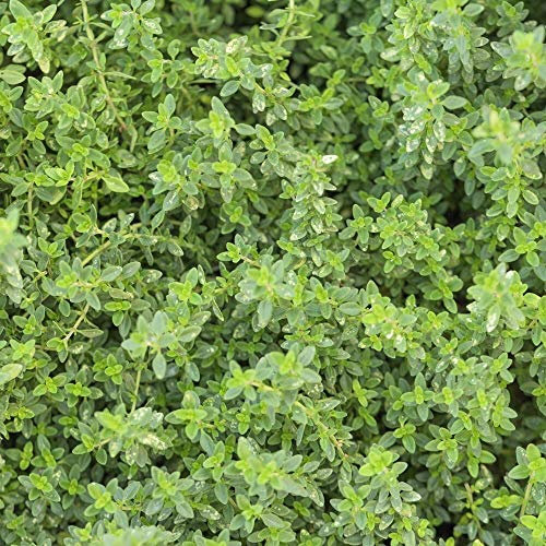 Echter Thymian Samen, Thymus vulgaris