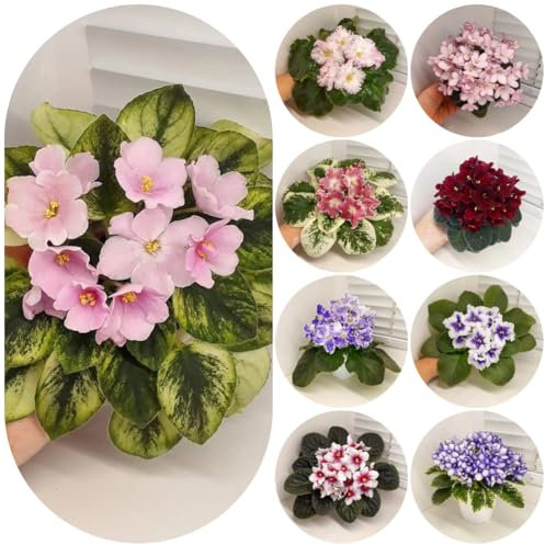 200 pcs usambaraveilchen samen - Saintpaulia ionantha - geschenke garten, pflanzensamen exotisch blumen samen mehrjährige, kübelpflanzen flower seeds, pflanzen für garten gartenpflanzen