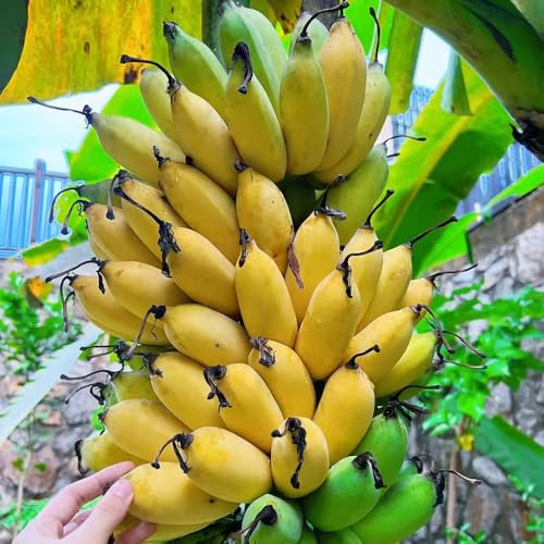semi di banana, raro copertura del terreno rupestri bacche esotica balcone giardino 30pcs