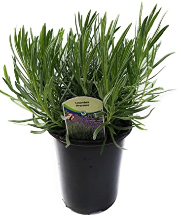 L+ Provence Lavender — 1 Live Plant in 2.5QTs — Blue-Purple Flowers — Fragrant, Bee-Friendly, Drought & Deer Resistant Perennial — Zones 5–9, Cut Flower & Sachet