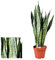 Sansevieria Zeylanica (Bogenhanf) 80-100 cm - Luftreinigende Zimmerpflanze für bessere Raumluft, Pflegeleicht & Robuste Dekorative Pflanze für Ihr Zuhause oder Büro