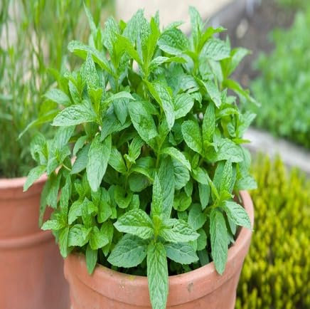 100 semi di menta verde