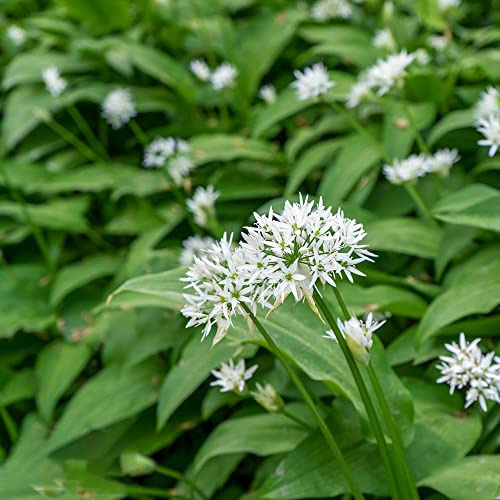 Aglio orsino - Allium ursinum - esotiche da balcone rialzate per giardino di da interno invernali Coltivare invernali 400semi