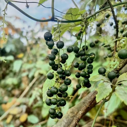 100 pcs jiaogulan samen kaufen winterharte pflanzen für garten wildkräuter samen pflanztöpfe dekoration wohnzimmer garden gartenkräuter pflanzensamen küchenkräuter nachhaltige geschenke