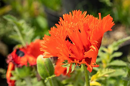 Papaver orientale 'Türkenlouis' ca. 11x11 cm Topf - Türkischer Mohn, leuchtend rote Blüten, Blütezeit Mai-Juni, ideal für Rabatten, pflegeleicht und winterhart