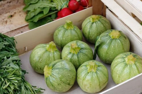 RAISE ME UP: Seeds Round Zucchini Light Green Courgette Non GMO Heirloom