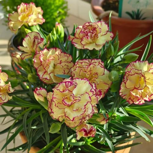 garofani da balcone recisi semi di chio garofano da giardino balcone esotici selvatici semi tappezzanti, resistenti all'inverno Decorazioni 700semi