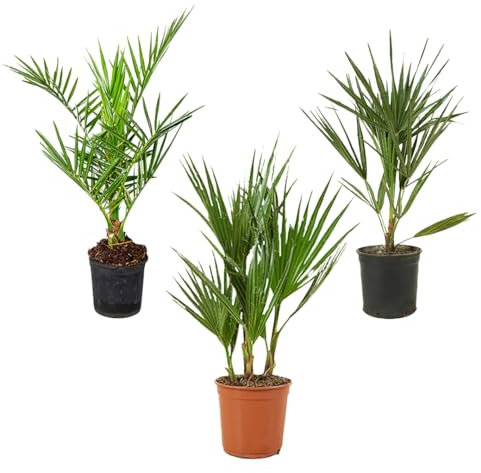 Bloomique – Lot de 3 – Mélange de palmiers rustiques – Washingtonia, Phoenix, Chamaerops – Plantes de jardin – 40-50 cm de haut – Pot 14 cm