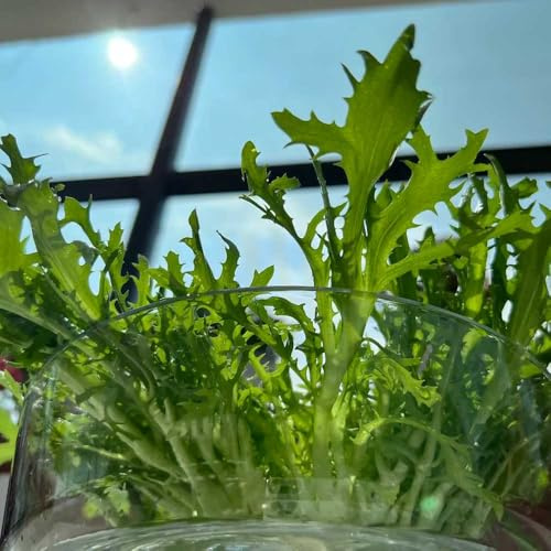 semi di indivia resistenti in vaso indivie semi di per aiuole rialzate per da appartamento balcone balcone serra verdi biologiche esotiche da 300semi