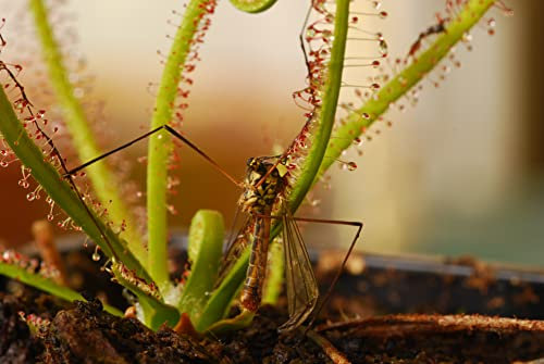Fleischfressende Jungpflanze, Sonnentau, Drosera filiformis. 3-5cm