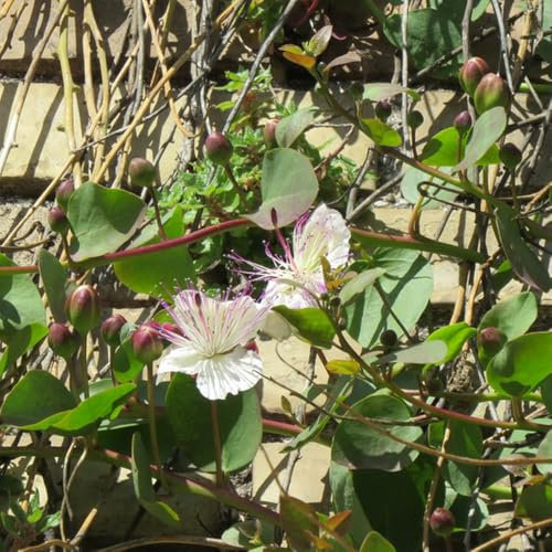 200 Pcs Kapernstrauch Pflanze Kaufen Samen - Bodendecker, Saatgut Wintergemüse Kapernstrauch Samen, Hochbeet Samen, Kräutergarten Balkon Kräutergarten Küche, Gemüse Pflanzen Gewächshaus