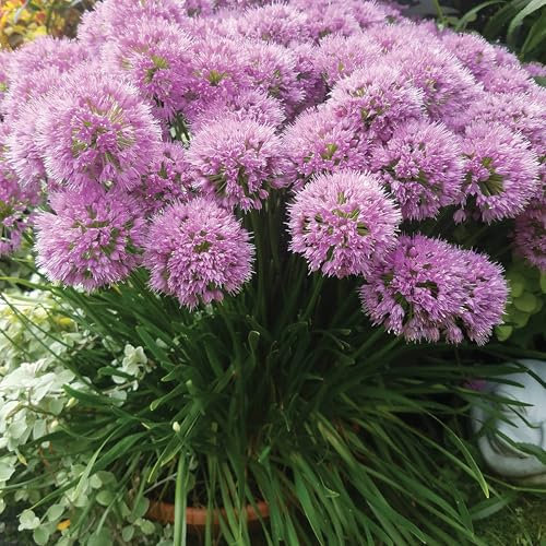 Pianta vera di Allium Millennium - Diametro Vaso Ø 14 cm