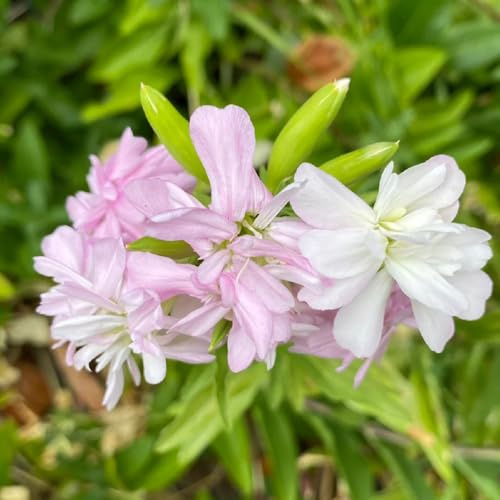 semi di saponaria, resistenti per il giardino Saponaria officinalis, semi di antiche varietà, rare semi di campo esotiche 400pcs