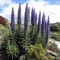 500 pcs Natternkopf Samen Mehrjährig, balkon blumen pflanzenkübel Echium vulgare immergrüne winterharte sträucher zimmerpflanzen groß dachbegrünung samen bienenweide saatgut gastgeschenk