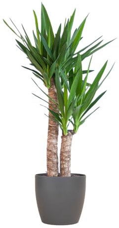 Yucca Elephantipes avec Viber noir - 80-90cm - Ø21cm - Plante d'intérieur - Vert persistant