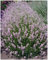 3 x Lavandula angustifolia 'Rosea' (Staude/Stauden/Winterthart/Mehrjährig) Echter Lavendel - Stecklingsvermehrt - Tolle rosa Blüten - Sehr Insekten- und Bienenfreundlich - von Stauden Gänge