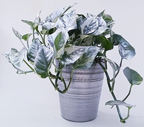 POWERS TO FLOWERS - POTHOS SCANDENS N'JOY COLOR LIFE ARGENTO IN VASO CERAMICA ARGENTATO, v13cm diametro, pianta vera