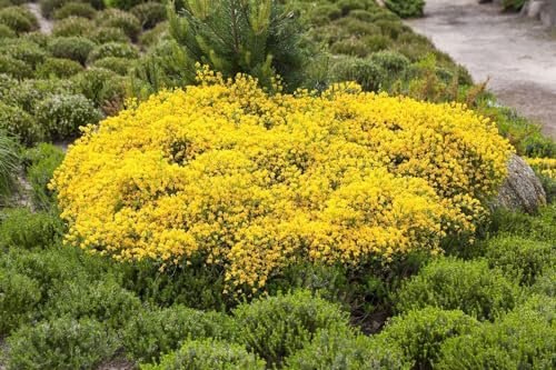 Cytisus beanii 30–40 cm – Winterhart, Mehrjährig, Pflegeleicht – Ginster – Zierstrauch für Steingarten & Kübel