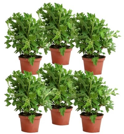 Verdecora Pack 6 Geranios Antimosquitos - Citronella Plantas naturales en maceta de Ø15cm (altura total aproximada 20cm)