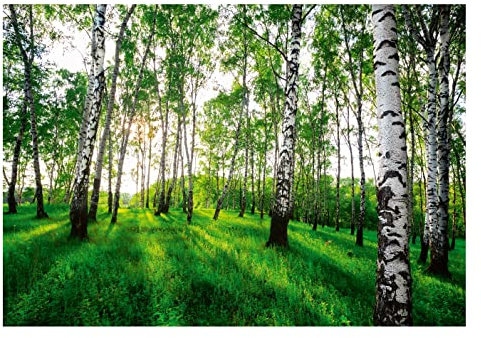 WallArena - Vlies Fototapete Wald Birkenwald Grün Landschaft Bäume 254x184 cm - Fototapeten - Tapeten - für Wohnzimmer Schlafzimmer - Vliestapete Wandtapete Tapete 3D Effekt- inkl. Kleister