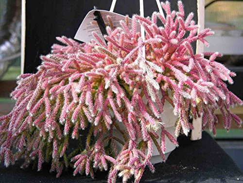 8 CUTTINGS Mouse Mini Rat Tail Cactus Rhipsalis RARE Cactus Succulent Plant