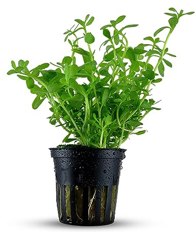 Bacopa Monnieri Moneywort Live Aquarium Plant, No CO2 Required, USA Grown