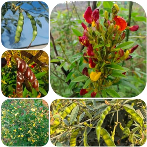 semi di fagiolo selvatico biologici, fagiolo fagiolini fagioli, aiuole rialzate per giardino da balcone in serra antichi rampicanti 55pcs