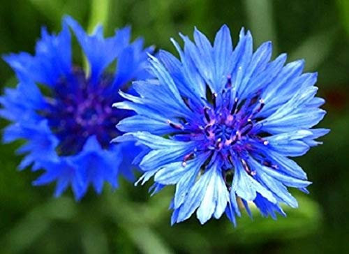 7.5g Cornflower - Centaurea Cyanus - Wildflower 1,200 Seeds 7.5g Meadows