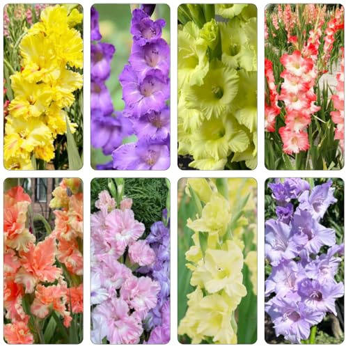 bulbi di gladioli giardino rocce interni letto elevato balcone letti elevati decorazione bulbi perenni resistenti all'inverno 13pcs
