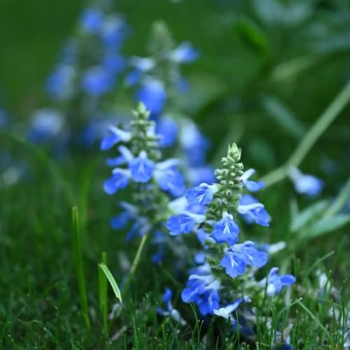 salvia comprare semi, selvatici balcone di salvia resistenti da giardino tappezzanti resistenti per il giardino di selvatici perenni 650pcs