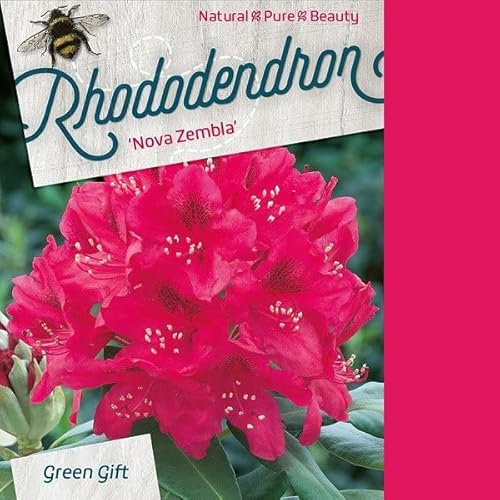 Rhododendron 'Nova Zembla' 40-50 cm pot | Floraison rouge éclatante, arbuste persistant, idéal haie fleurie