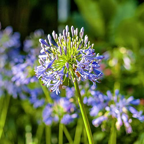 agapanto agapanthus de balcón semillas de prados silvestres cortadas balcón parterre primavera oficina semillas perennes prado silvestres, 10pcs
