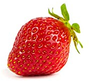 20 Korona Erdbeerpflanzen - Frigo Pflanzen - Pflanzzeit: März/April - Ernte: Juni - Erdbeersetzlinge/Erdbeerstecklinge - Erdbeerprofi.de