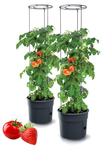 Tymar Tomatkruka, tomatkruka, tomatväxt, tomatbalkong, med rankhjälprangemang, med vattenbehållare (2 stycken, ø 30 cm)