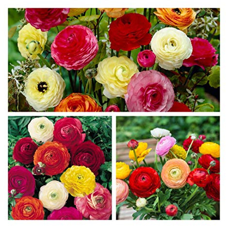 Ranunculus Mixed Flower Corms/Bulbs. Hardy Colourful Flowers. (10)