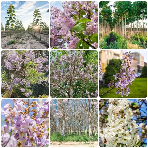 500 piezas paulownia comprar semillas - semillas históricas de jardín interior, Paulownia Fortunei, paulownia tomentosa ingarden bonsai árboles comprar regalo para árboles