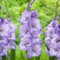 Bulbo De Gladiolo El Gladiolo Es Tenaz Y Positivo. Gladiolus Posee Ondas Continuas De Color. Largo Periodo De FloracióN Y Alto Valor Ornamental-10bulbs-C