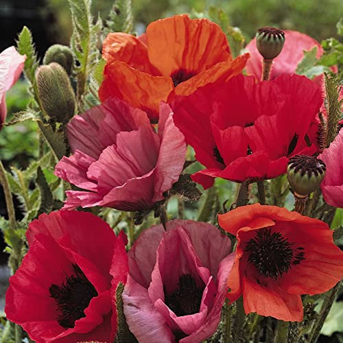 Oriental Poppy Seeds 'Fruit Punch' Papaver orientale Red Pink Purple Blooms Hardy Perennial Easy to Grow Your Own Garden Flowers 1x Packet (Approx. 60 Seeds) by Thompson and Morgan