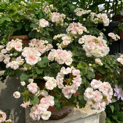 250 pezzi semi di geranio perenne - giardino di giardino interno, semi perenni resistenti che coprono il suolo, prato,