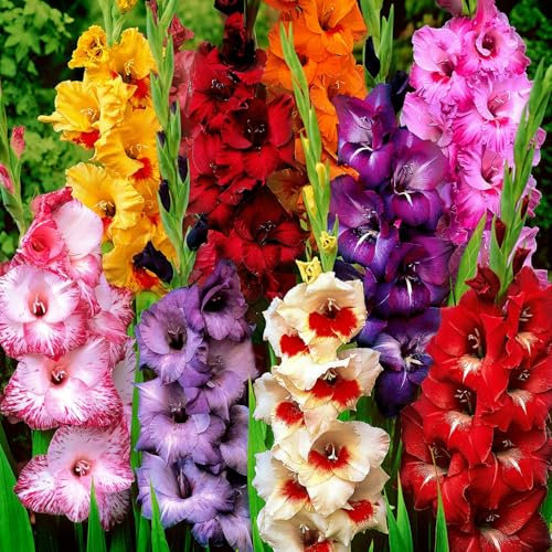 Carbeth Plants - 100 x Gladioli Mixed Summer Bulbs - Multicoloured Gladiolus Sword Lilies Herbaceous Perennials Corms - Easy to Grow Pollinator Friendly - Grow in Beds, Borders and Patio Pots