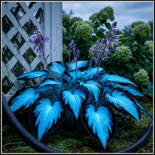 Hosta Azul Medianoche Perenne - Perenne Tolerante a la Sombra, Ideal para Bordes de Jardín y Paisajismo, Rica Exhibición de Hojas - 3 Bulbos - H