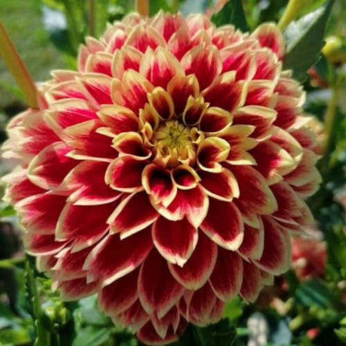 Rizoma de Dalia perenne: adecuado para plantación al aire libre, diseño de paisaje y siembra en primavera y otoño-6 Rizomas-e