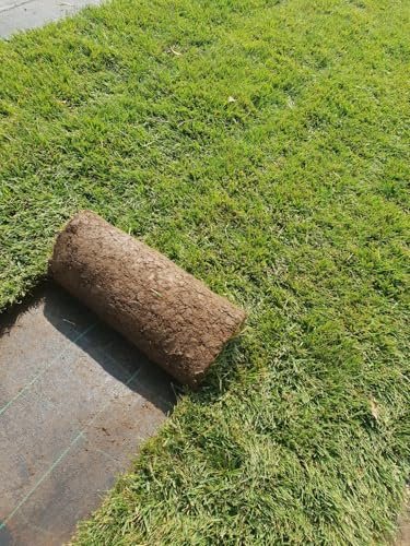 PRATO INGLESE NATURALE A ROTOLI 10 METRI QUADRI (festuca + poa)