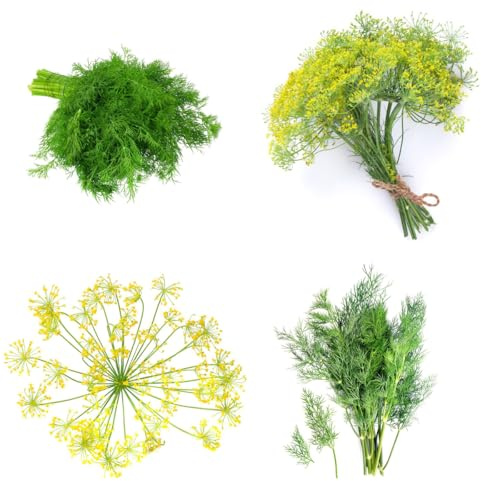 semi di aneto giardino roccioso aneto d'appartamento purificatrici d'aria coltivazione di giardino selvatiche rare per semi 160semi