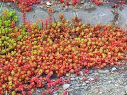 Sedum sexangulare 50 Samen, Kaukasische Bodendecker-Fetthenne