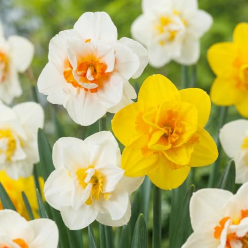 GreenboutiQ - Bulbes à fleurs - Narcisse Double mix - Couleur Jaune et Blanc - 10 pièces - Taille des bulbes 12/14 - Pack XXL