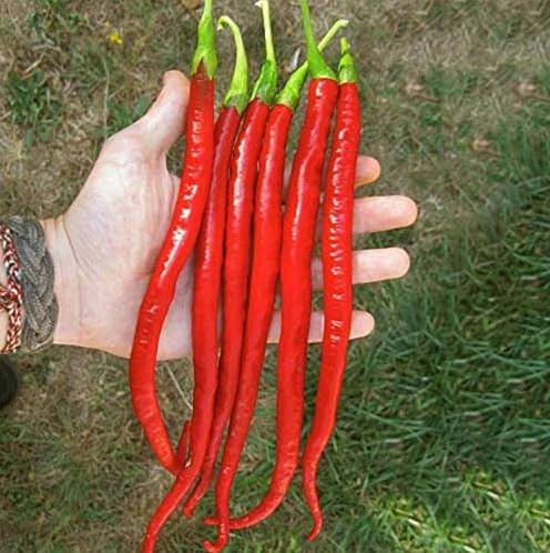 Semi di Peperoncino Cayenna Long Slim, Piccantezza Media, per Orto Vaso Balcone, 30 Semi