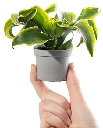 Baby Dragon Plant - Dracaena Dragontree Tornado Small Indoor Houseplant in 6cm Pot | for Home and Office | Mini Plant with Twisted Leaves | Grow Your Own Baby Plants
